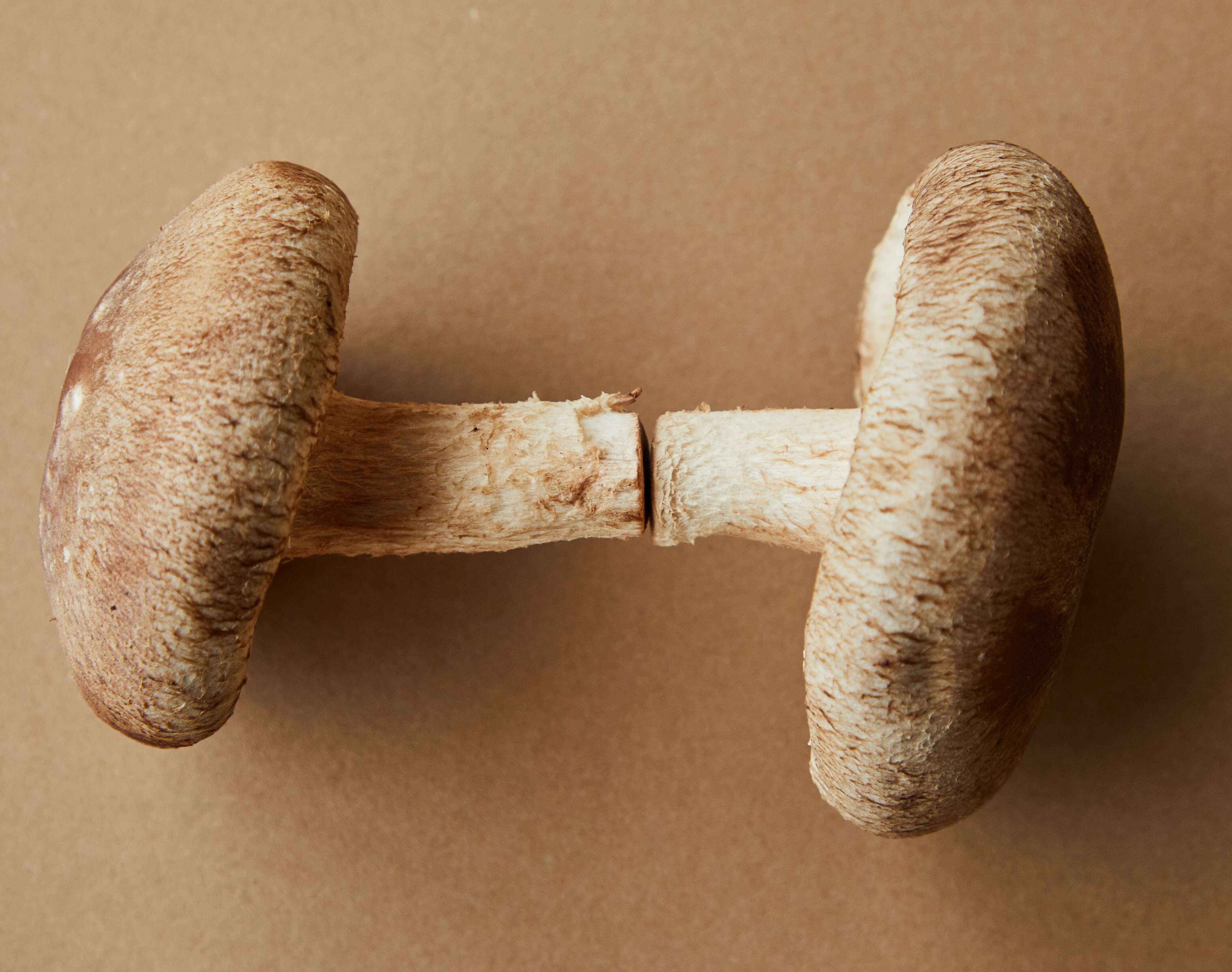 Champignon